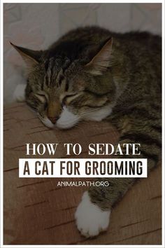 a cat sleeping on top of a couch with the caption how to sediate a cat for grooming