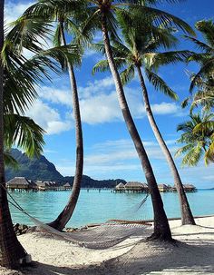 hammock between two palm trees on the beach