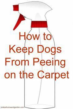 a bottle with the words how to keep dogs from peeing on the carpet written below