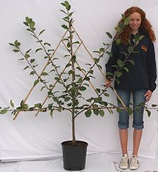 a woman standing next to a small tree