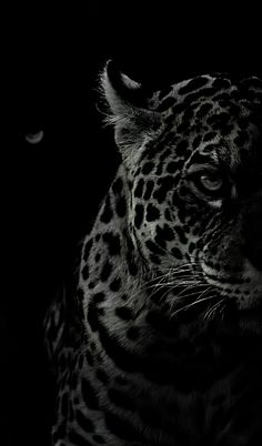 a black and white photo of a leopard in the dark with its head turned to the side