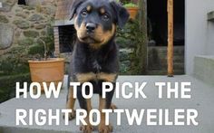 a black and brown dog standing on top of a cement step with the words how to pick the right rottweiler