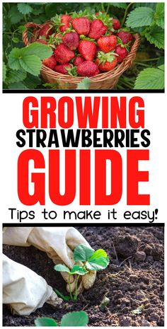 growing strawberries guide tips to make it easy