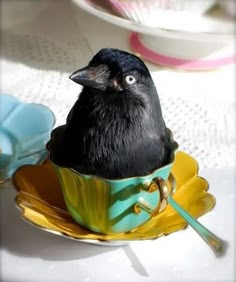 a black bird sitting in a teacup on a table