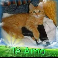 an orange cat laying on top of a bed with the caption te amo