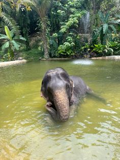 an elephant is swimming in the water near some trees and greenery on either side