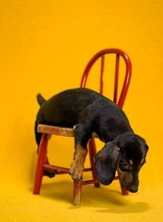 a birthday card with a dog wearing a party hat on top of a wooden chair