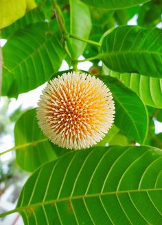 a close up of a flower on a tree with green leaves in the foreground