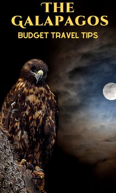 an owl sitting on top of a tree branch with the moon in the sky behind it