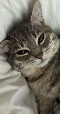 a cat laying on top of a bed covered in white sheets and pillows with its eyes wide open