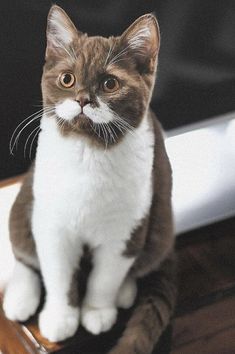 a brown and white cat sitting on top of a wooden table