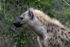 a hyena standing in front of some trees and bushes, looking off into the distance