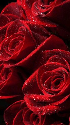 red roses with water droplets on them are in close proximity to the camera, and black background