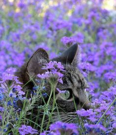 a cat is laying in the middle of some purple flowers and looking up at something