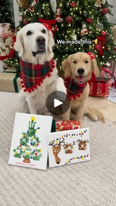 two dogs sitting next to each other in front of christmas cards