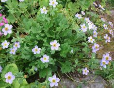 small blue and white flowers are growing in the ground next to some green plants with yellow centers