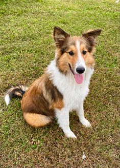 a brown and white dog sitting in the grass