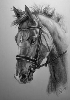 a drawing of a horse wearing a bridle