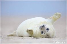 a baby seal laying on its back in the sand with it's paws up