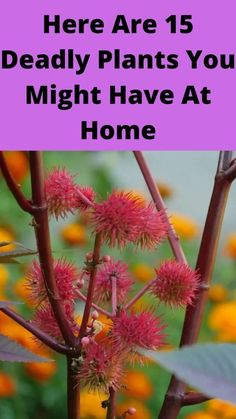 flowers with the words here are 15 deadly plants you might have at home