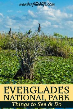 evergladess national park things to see and do