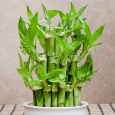 a white bowl filled with lots of green bamboo plants on top of a wooden table