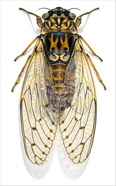 a yellow and black insect on a white background