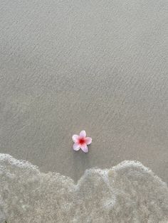 a single pink flower sitting on top of a sandy beach next to the ocean water