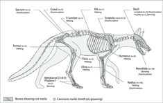 an animal skeleton with the name and description