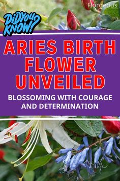 Aries Birth Flower Aries Birth Flower, Aries Personality, Special Flowers, Birth Flowers, The Meaning, Personalities