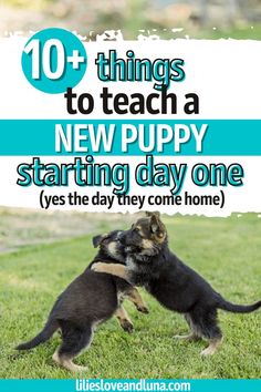 two puppies playing in the grass with text overlay saying 10 things to teach a new puppy starting day one