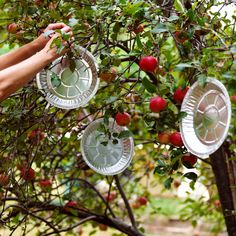 an apple tree with apples hanging from it's branches and some people picking them