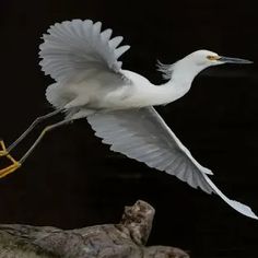 a large white bird flying over a tree branch