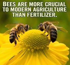 two bees sitting on top of a yellow flower with the caption, bees are more crucial to modern agriculture than fertilizer