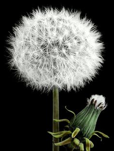 the dandelion is blowing in the wind with its seeds still attached to it