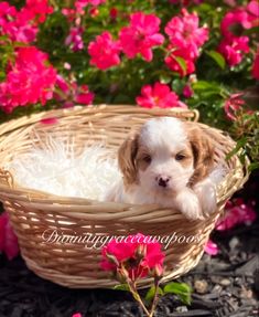 Cavapoo (Cavalier + Poodle) Puppy Litter, Cavapoo Puppies, Wicker Laundry Basket, Northern California, Red And White, Puppies, Red