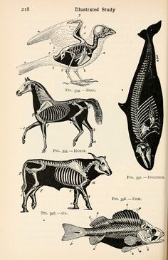 an old book with different types of animals and their skeleton parts on it's cover