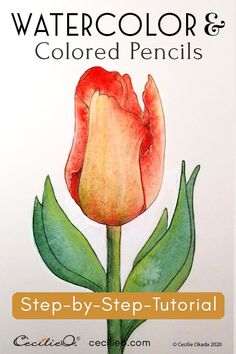 watercolor and colored pencils step - by - step guide for beginners to draw flowers