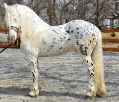 a white horse with black spots standing in an enclosure