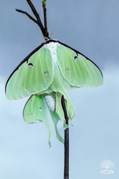 a large green moth sitting on top of a leafy tree branch in front of a cloudy sky