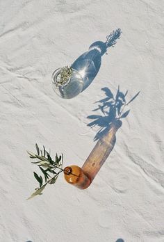 an iphone photo with the shadow of a bottle on it and a plant growing out of it