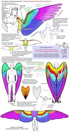 the anatomy of an eagle's wings and how to use it in this drawing