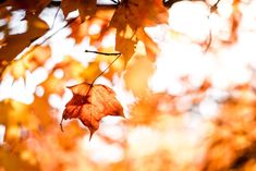 autumn leaves are hanging from the branches of trees with bright sunlight shining through them in the background