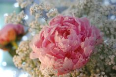 a pink flower is in a vase with baby's breath