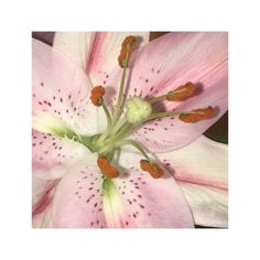 a pink and white flower with red stamens