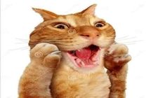 an orange cat with it's mouth open and its paw up in the air