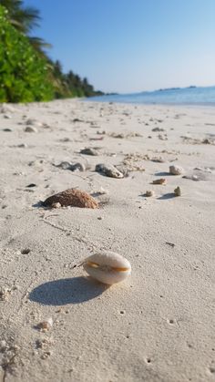 shells on the beach with palm trees in the background