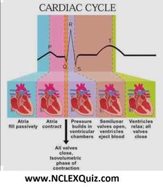 diagram of the heart's cardiac cycle