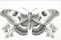 a black and white drawing of a butterfly