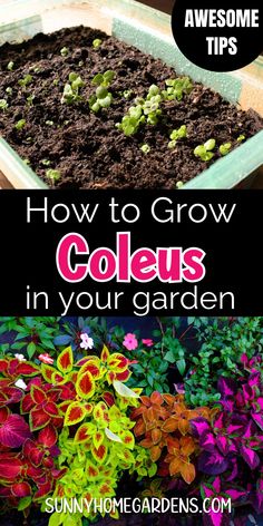 an image of how to grow coleus in your garden